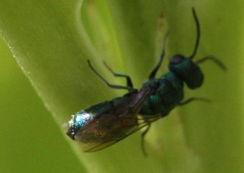 Trichrysis cyanea